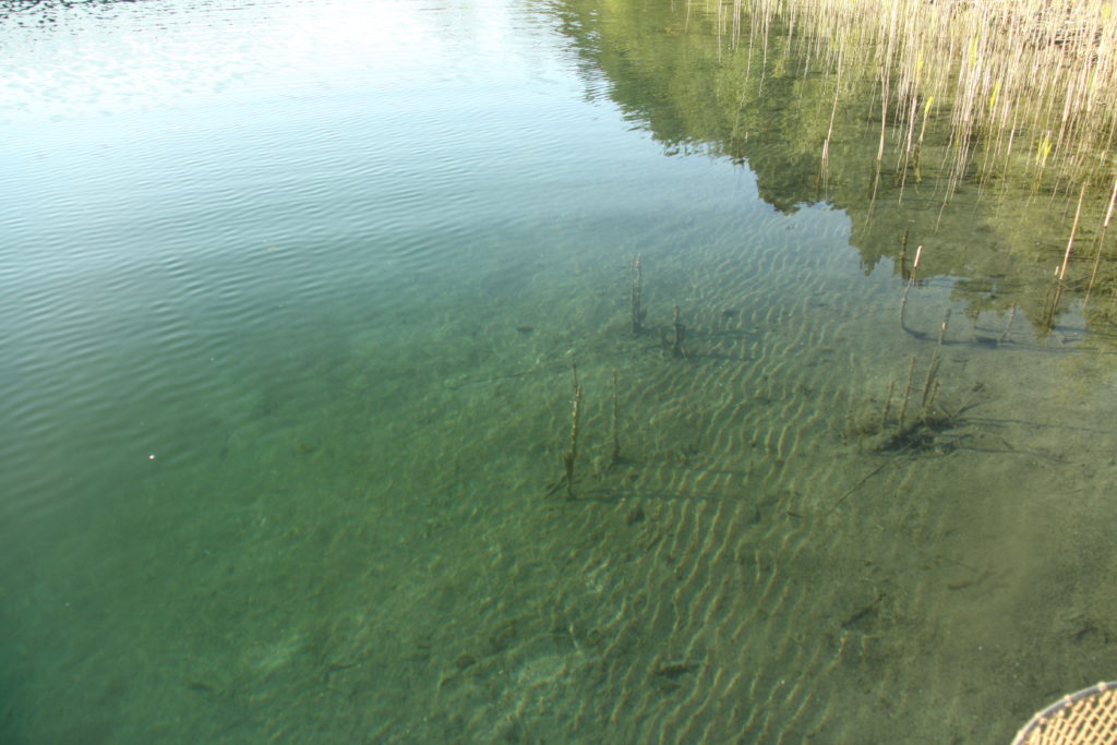 Flachwasser des Brunnsees